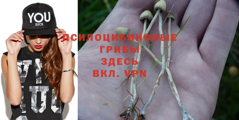 Псилоцибиновые грибы Magic Shrooms  где найти наркотики  ОМГ ОМГ ссылка  Переславль-Залесский 