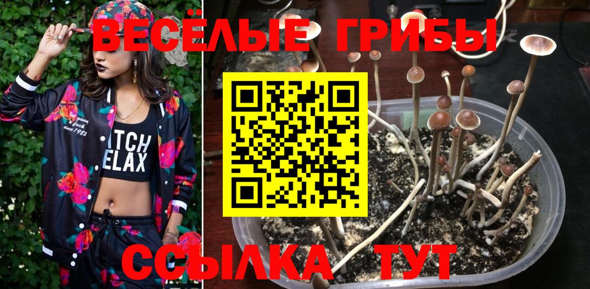 Переславль-Залесский  Псилоцибиновые грибы Cubensis  Вход с VPN 